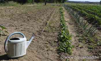 Gemeente wil inwoners zonder tuin laten tuinieren in Rossevaalstraat - Het Nieuwsblad
