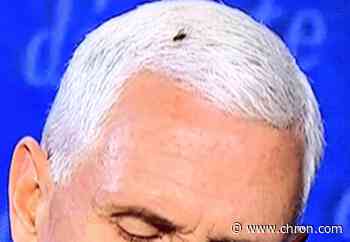 Viral fly steals the show as Twitter fans react to vice-presidential debate