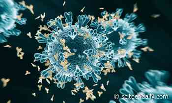 New Research Suggests Coronavirus Antibodies Last at Least 3 Months After COVID-19 Infection