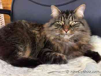 How to get your cat to like you: Smile like them, study says. Here’s how to do it