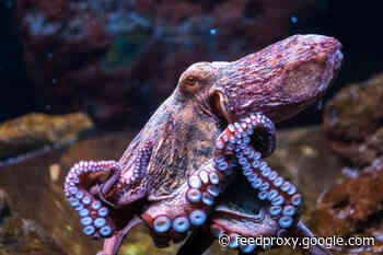 Octopus Farms Could Become a Reality. Scientists Warn This Isn't a Good Idea