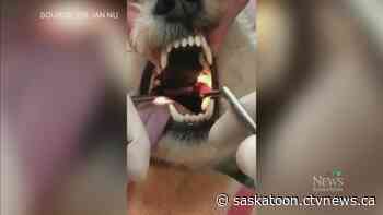 City of Saskatoon to examine ways to limit potentially pet-harming weed - CTV Toronto