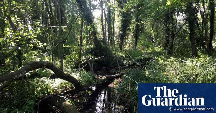 Country diary: an exhalation in the alder carr