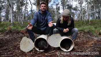 Chris Hemsworth Brings Tasmanian Devils To Australia - Simplemost