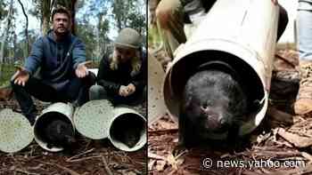 Chris Hemsworth Wants to Save the Tasmanian Devil From Extinction - Yahoo News