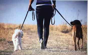 Hammersmith and Fulham Council latest to impose dog walking fines - South West Londoner