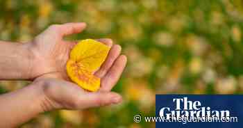 Autumn colour brings joy to UK's growing band of 'leaf peepers'
