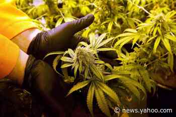 Florida Supreme Court gets another dose of medical marijuana