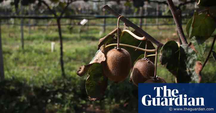 Mystery disease killing Italy's kiwifruit baffles scientists