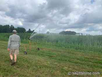 MSU, Tribal Nations, others partnering on hemp variety trials