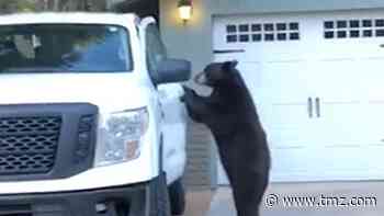 Wild Bear Hops in Driver Seat of Truck and Locks Door, Just Like a Human