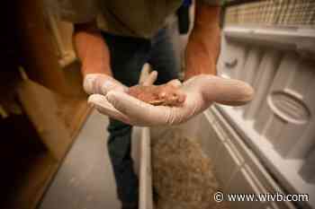 Buffalo Zoo welcomes new colony of naked mole rats