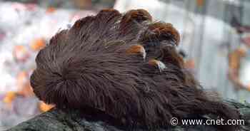 Beware the toxic toupee: Hairy, venomous caterpillar spotted in Virginia     - CNET
