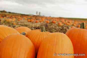 13 ways to enjoy Rhode Island in October 2020 - What'sUpNewp