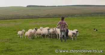 Northumberland farmer reveals secret to training £18k sheepdogs