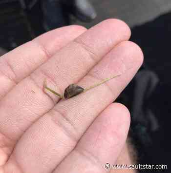 COVID has been pest in battle against invasive species