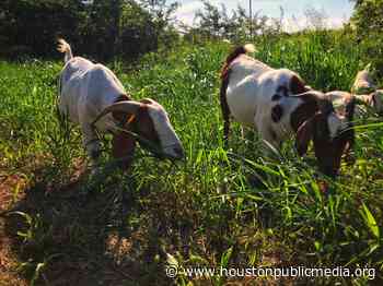 120 Goats Will Be Mowing The Grass At The Houston Arboretum - Houston Public Media