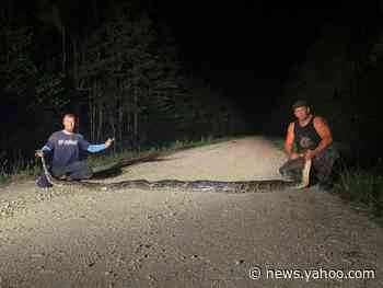 Hunters bag record-breaking python in Florida Everglades