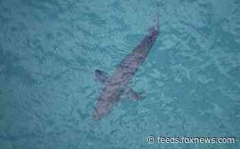 Australian surfer missing, believed to be victim of shark attack