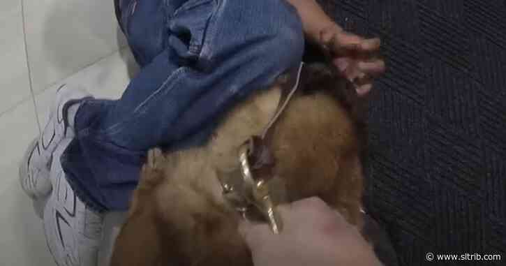 Salt Lake City videos show 19 questionable cases where police dogs bit suspects