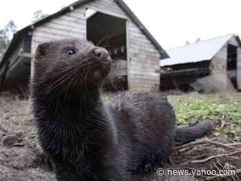 At least 12,000 mink dead as coronavirus spreads among fur farms in Utah and Wisconsin
