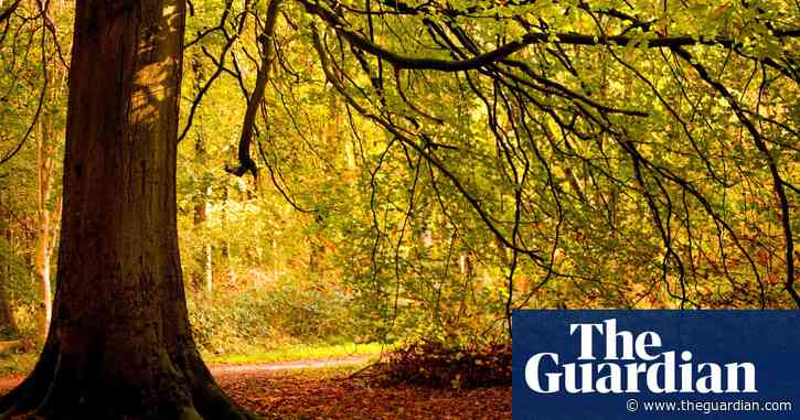 From little acorns: into the woods in search of Britain’s ancient oak trees