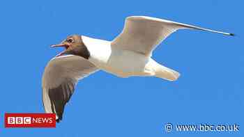 Seagull brings down drone over Stranraer Academy