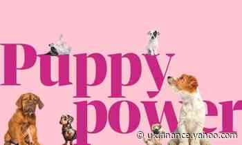 Puppy power: the costs and pitfalls of buying a dog
