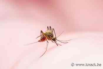 Geen gevaar voor verdere malariabesmetting in Kampenhout
