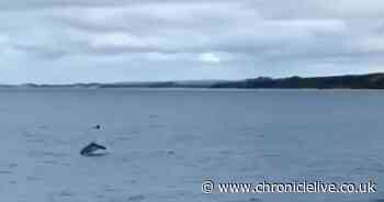 Watch dolphins spotted playing in the bay at Berwick