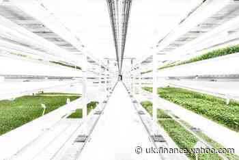 Underground farm based in former Clapham air raid shelter to open new site in suburbs