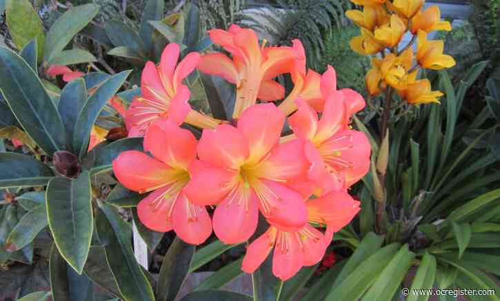 Why doesn’t our garden look like this: How this Southern California oasis stays full of color and fragrance