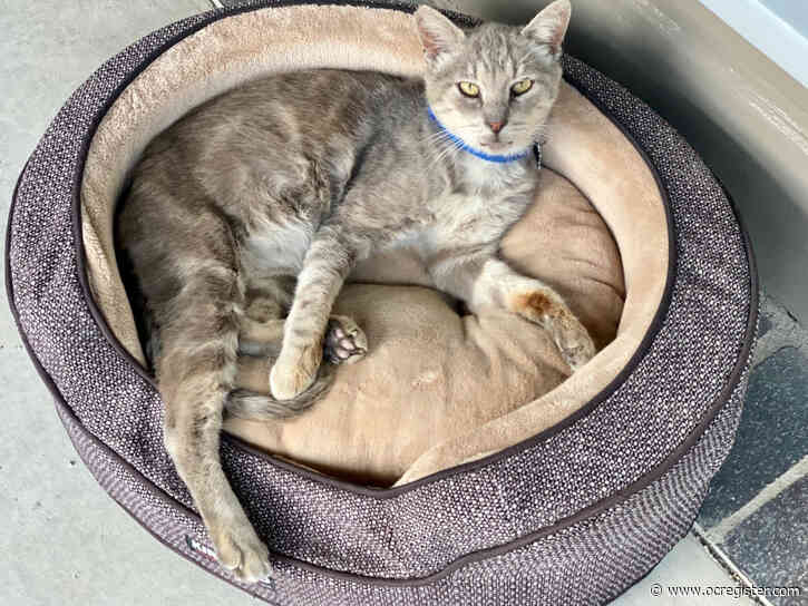 Jack is a sweet, senior cat looking for a place to chill