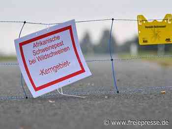 Bauern: Weiter «kritische Phase» bei Schweinepest - Freie Presse