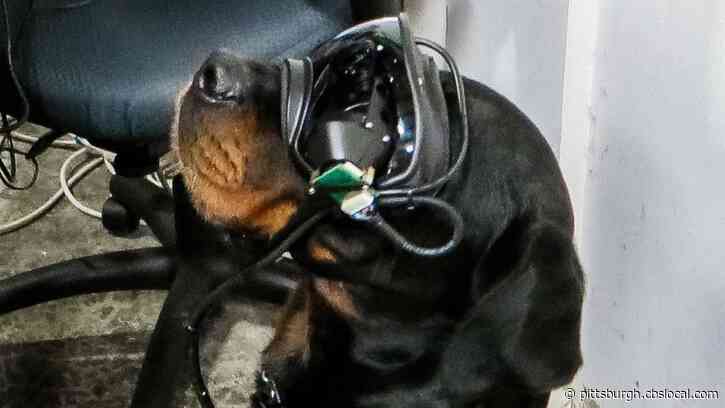 United States Military Testing Augmented Reality Goggles For Dogs