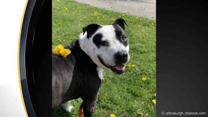 Dog Adopted After Nearly 2 Years At Butler County Animal Shelter