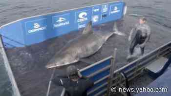 Massive 3,500-pound shark spotted off coast of North America