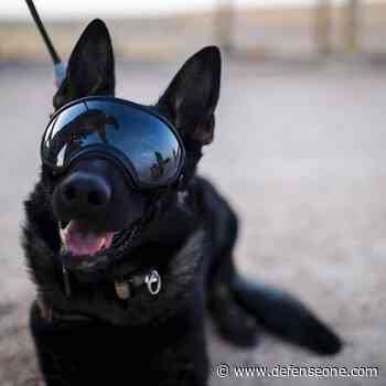 The Army Is Working on Augmented Reality Goggles for Military Dogs