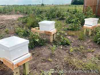 Medical City McKinney sweetens campus with beehives - Modern Healthcare