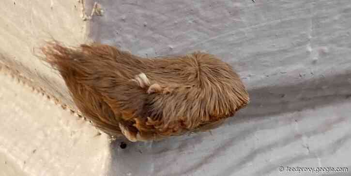 Poisonous furry caterpillars that look like wigs are popping up in Virginia
