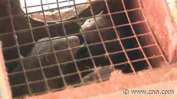 10,000 mink dead in Covid outbreaks at fur farms