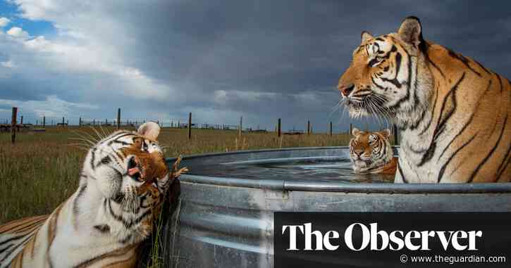 'It's pretty messed up': Americans’ deadly love for tigers