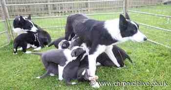 Border Collie adopts half her pup's litter after they give birth within days