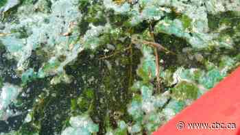 Natural and unnatural causes behind late algae blooms in south Sask.