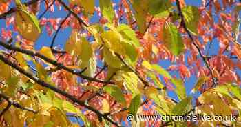 See beautiful Northumberland ablaze with the colours of autumn