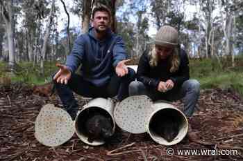 Chris Hemsworth Is Helping To Bring Tasmanian Devils Back To Australia - WRAL.com