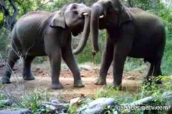 Research in the Wild: AI, Leopards and Photobombs - Gadgets 360