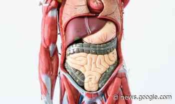 How many organs are in the human body? - Live Science