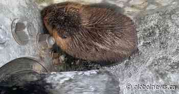 A ‘dam’ positive story: Beaver rescued from storm drain in Calgary