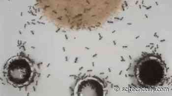 Researchers Observe Sophisticated Tool Use in Ants for the First Time
